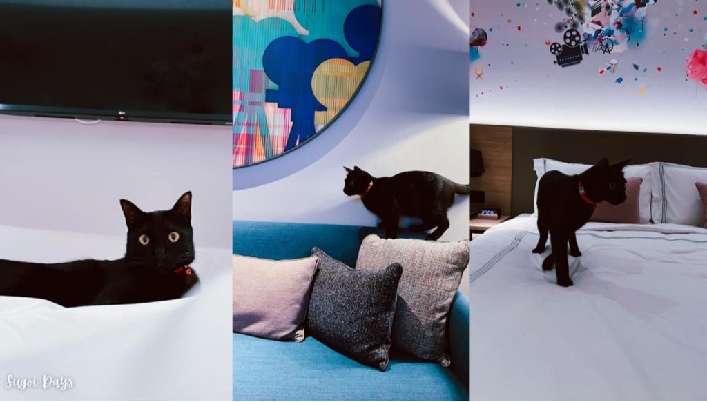 6 Hotel Mesra Haiwan Kesayangan Terbaik di KL 2025 5 Capri by Fraser Bukit Bintang 1 e1709695889699