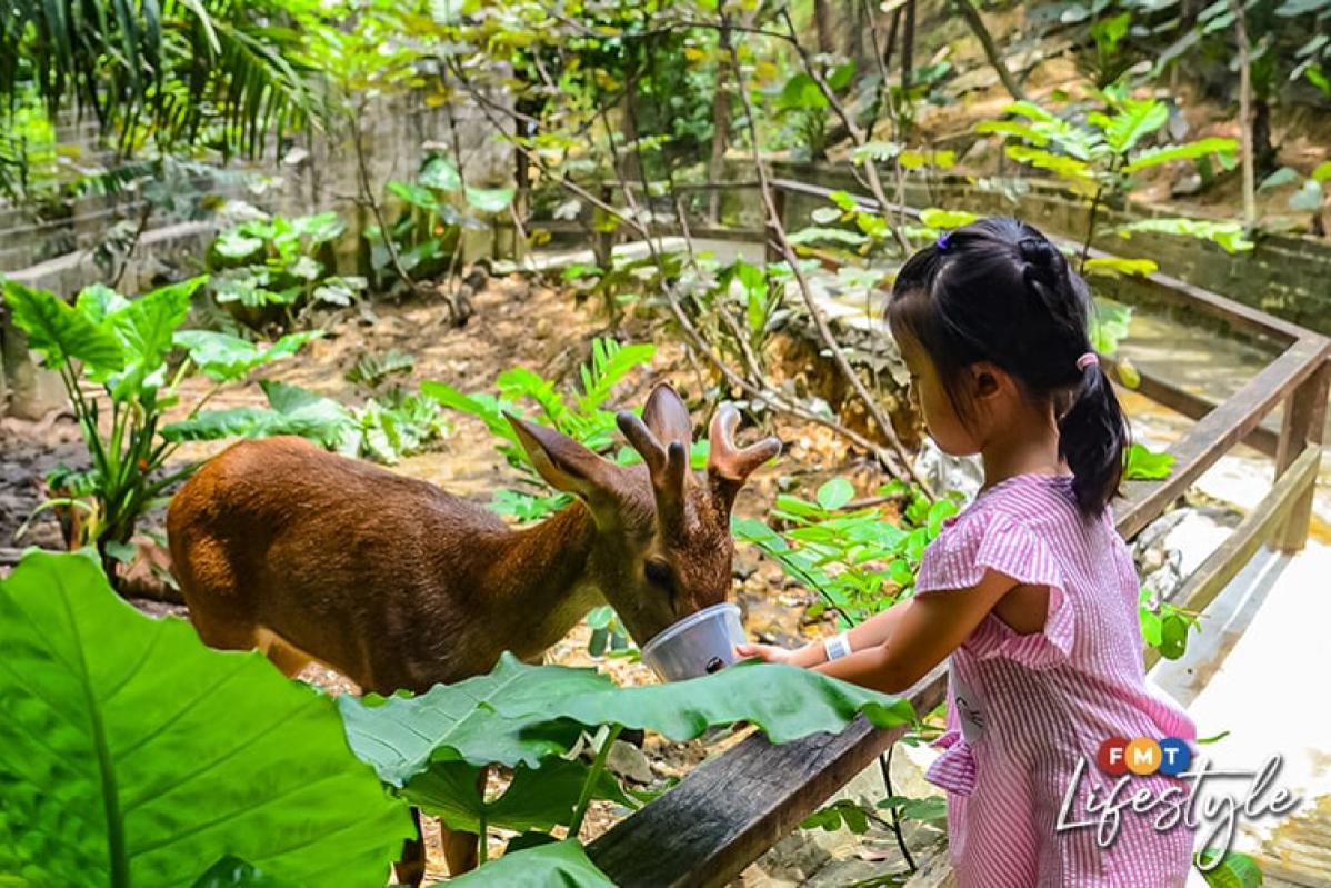 Top 10 Best Budget Weekend Getaways Below RM150 in KL 2025 17 Farm In The City 1