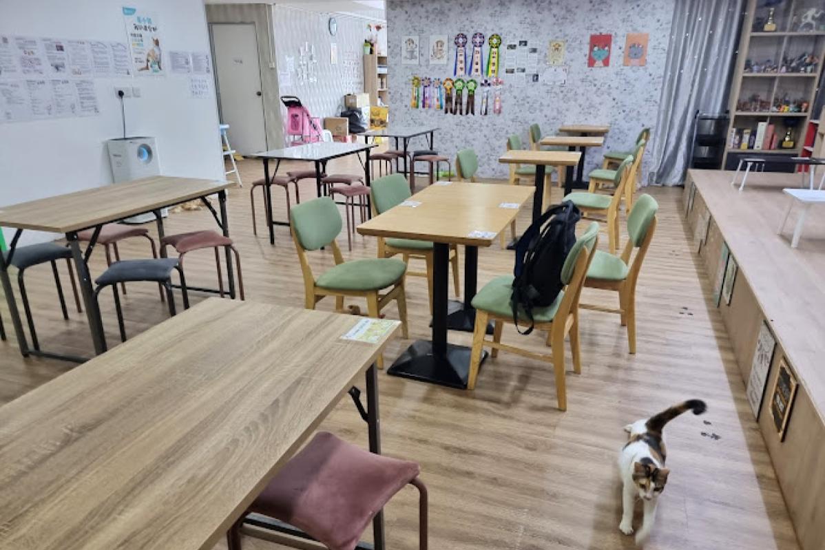Top 20 Best Cat Cafes in Malaysia 2025 14 C.A.T Fans Shop