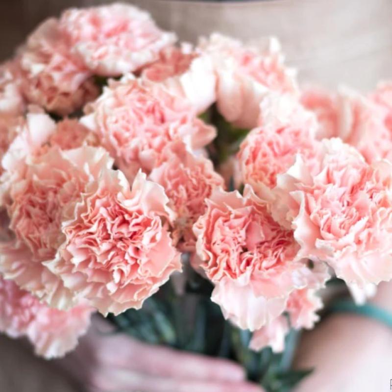 Top 10 Best Mother's Day Flowers to Buy in Malaysia 2024 2 Carnations