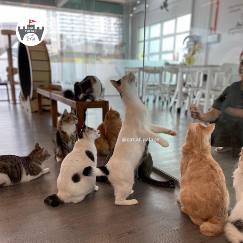 Top 20 Best Cat Cafes in Malaysia 2025 12 Cat at Palace House