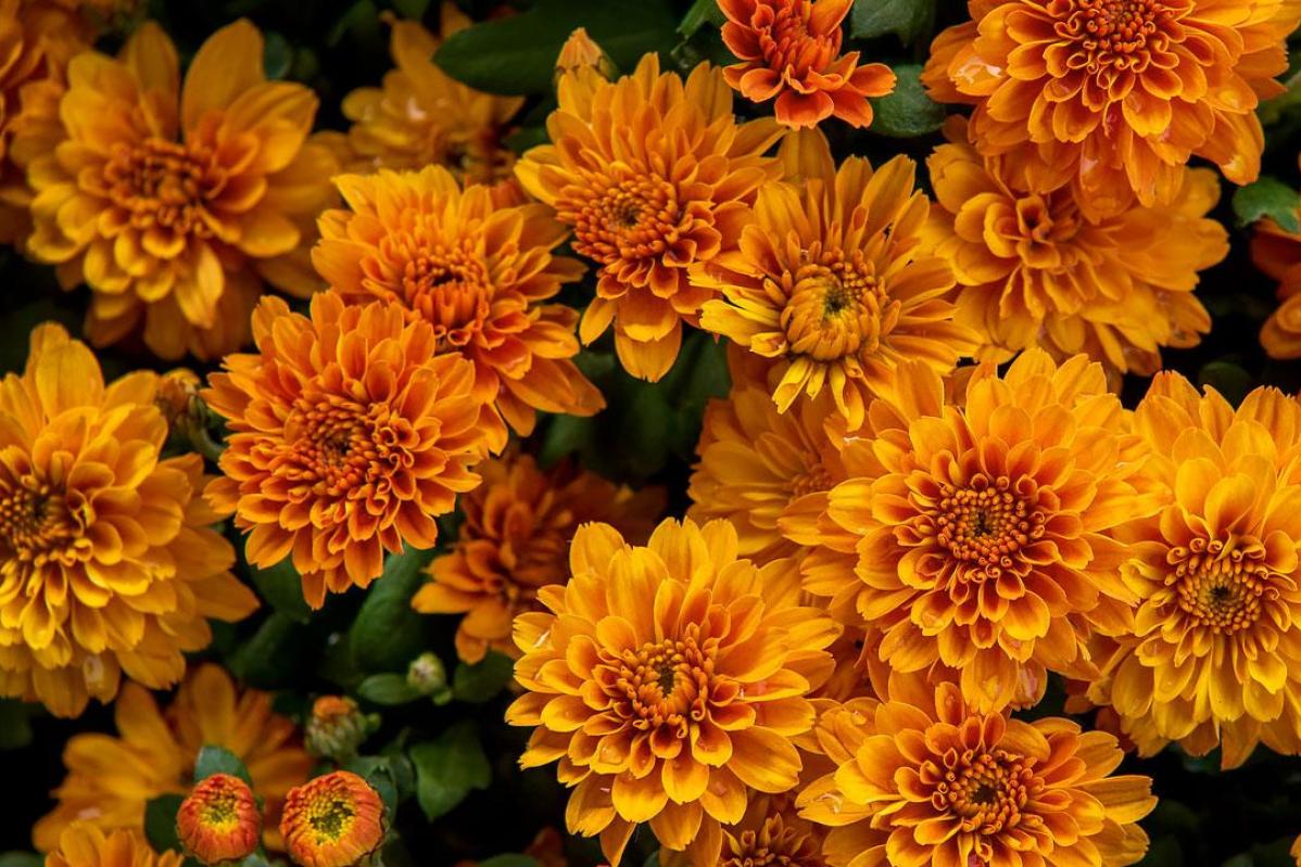 Top 10 Best Flowers for Teacher Days Malaysia 2025 7 Chrysanthemums 1
