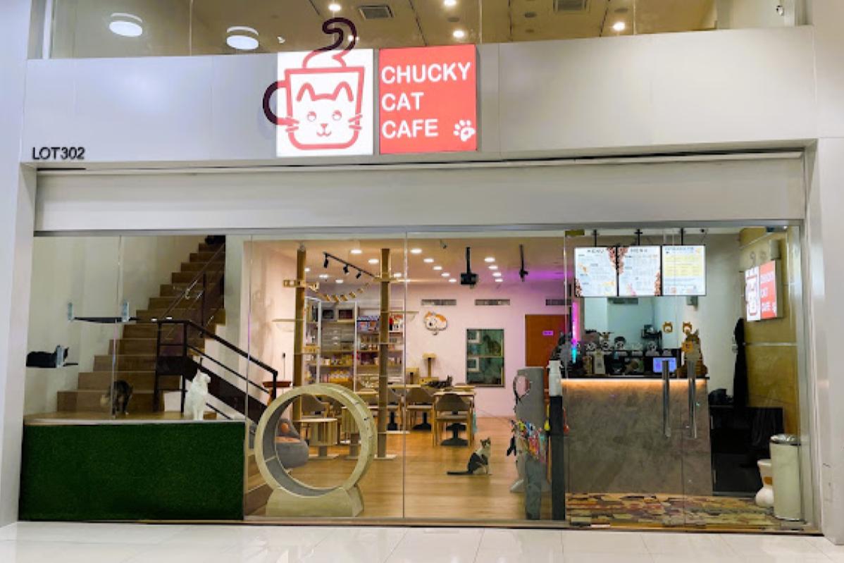 Top 20 Best Cat Cafes in Malaysia 2025 20 Chucky Cat Cafe