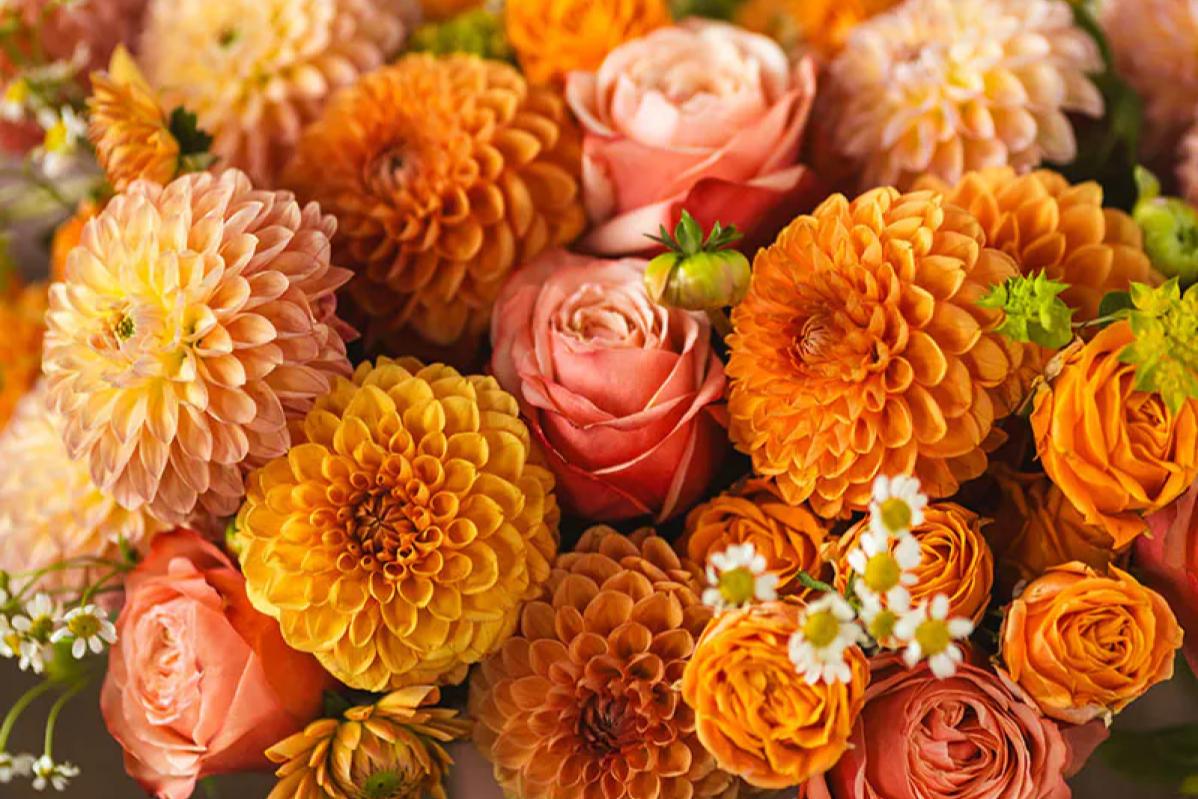 Top 10 Best Flowers for Teacher Days Malaysia 2025 4 Dahlias