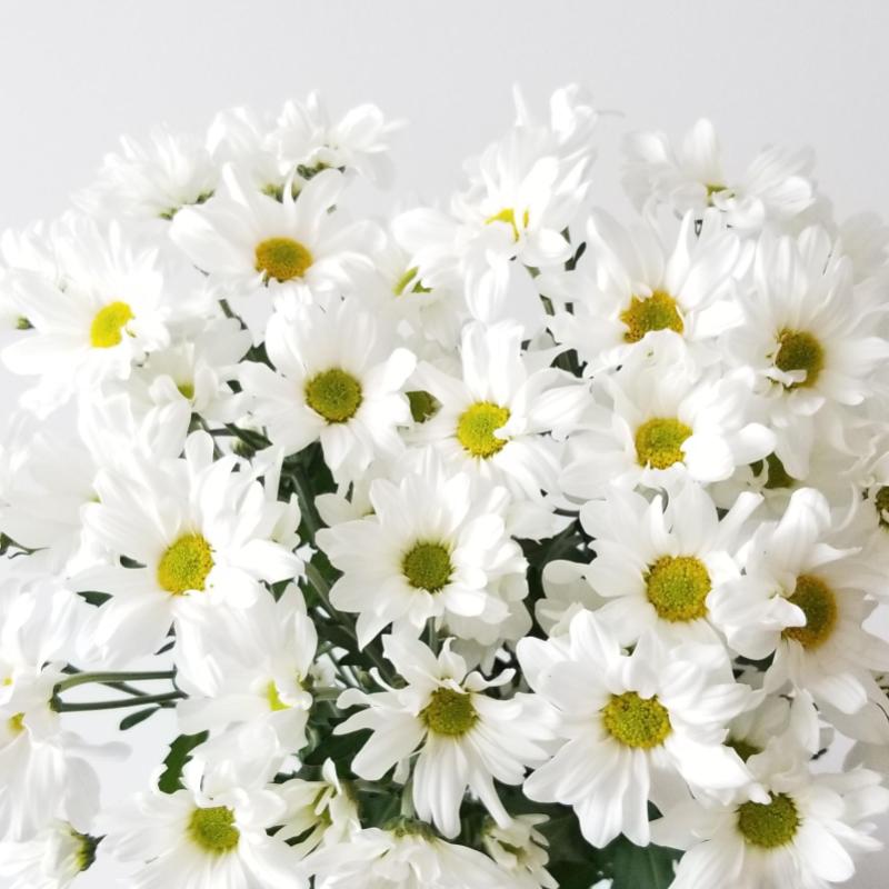 Top 10 Best Mother's Day Flowers to Buy in Malaysia 2024 9 Daisies