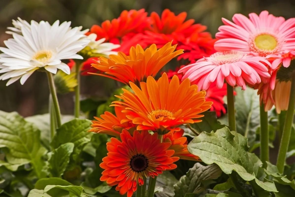Top 10 Best Flowers for Teacher Days Malaysia 2025 6 Gerbera