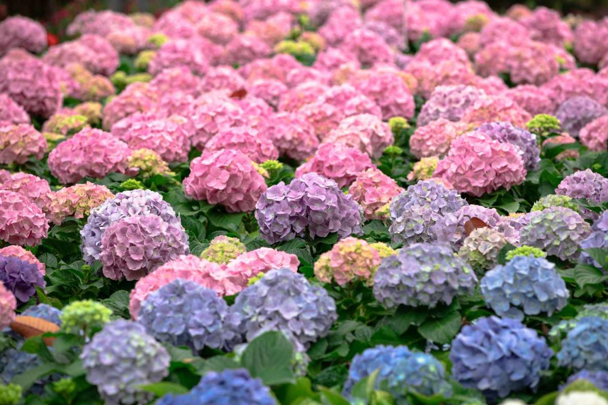 Top 10 Best Flowers for Teacher Days Malaysia 2025 10 Hydrangeas 2