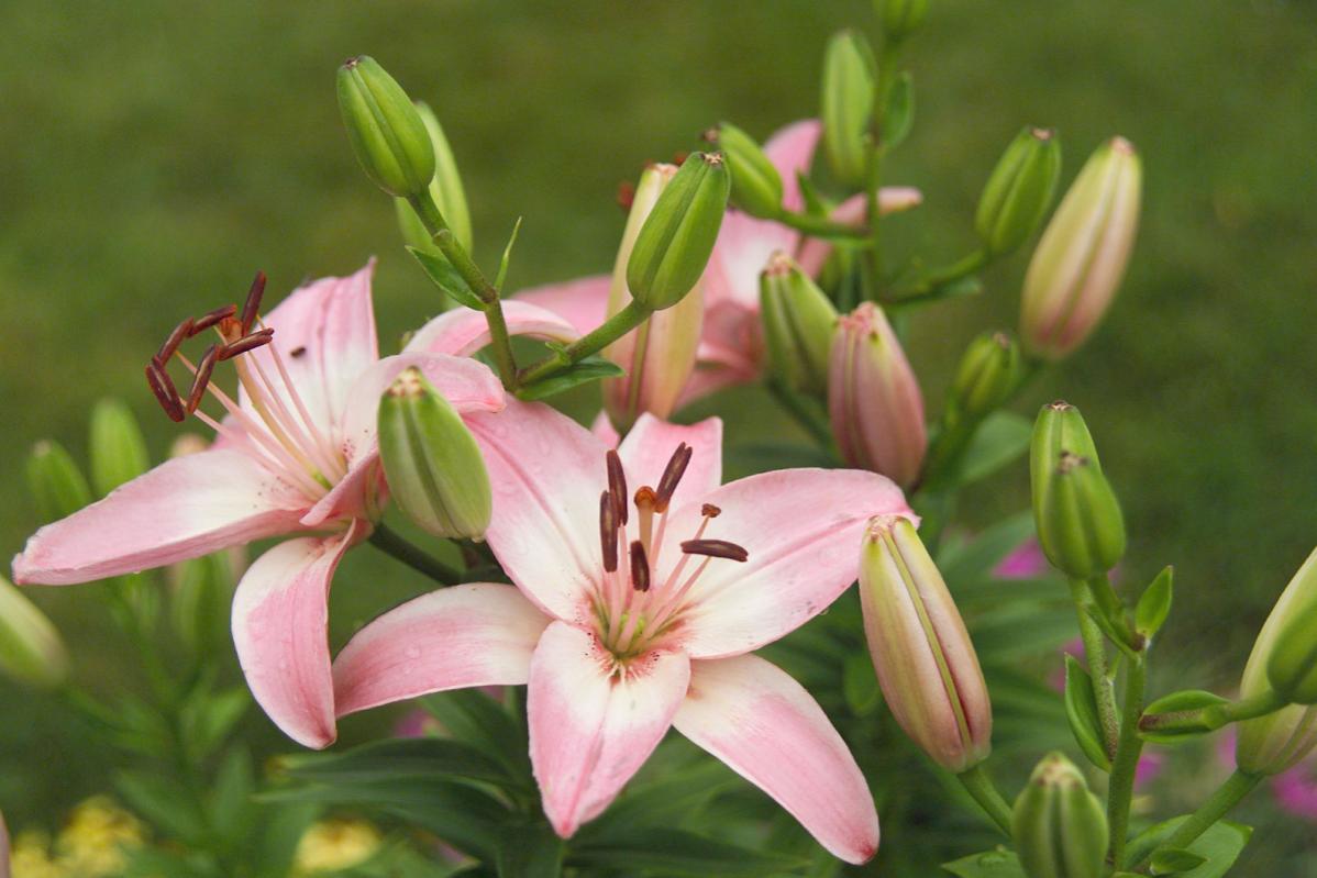 Top 10 Best Affordable Fresh Flowers in Malaysia 2025 13 Lilies 1