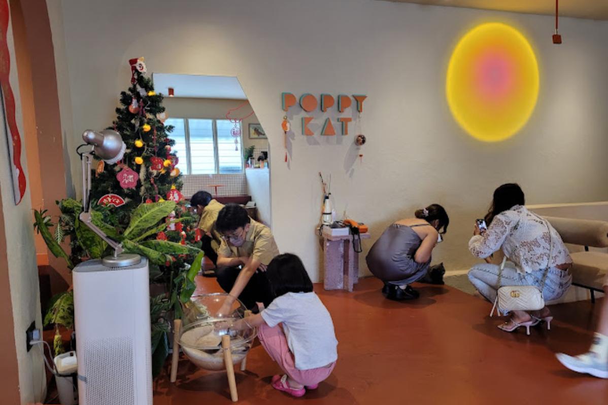 Top 20 Best Cat Cafes in Malaysia 2025 7 Poppy Kat Cafe