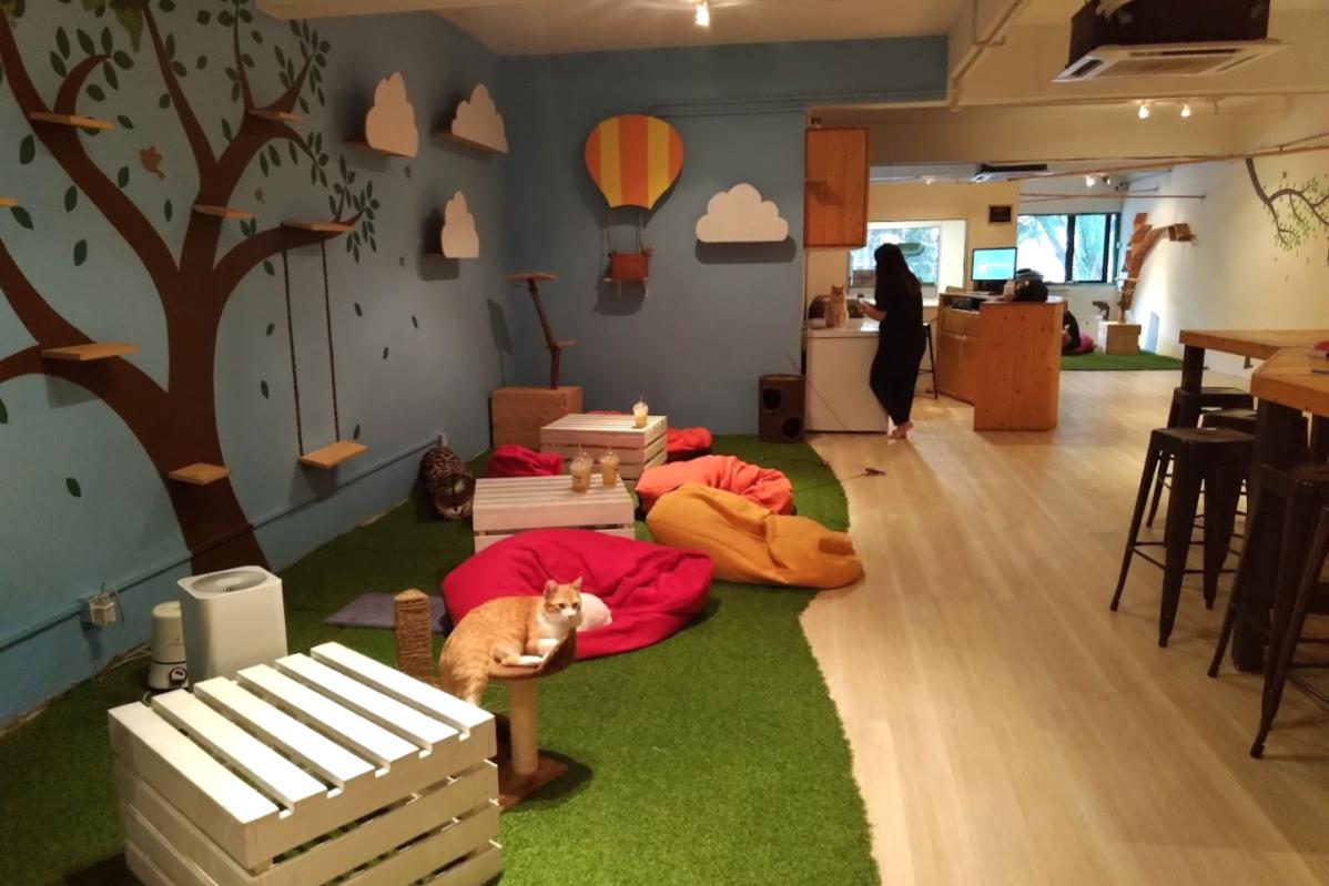Top 20 Best Cat Cafes in Malaysia 2025 4 Purradise Cat Cafe 1