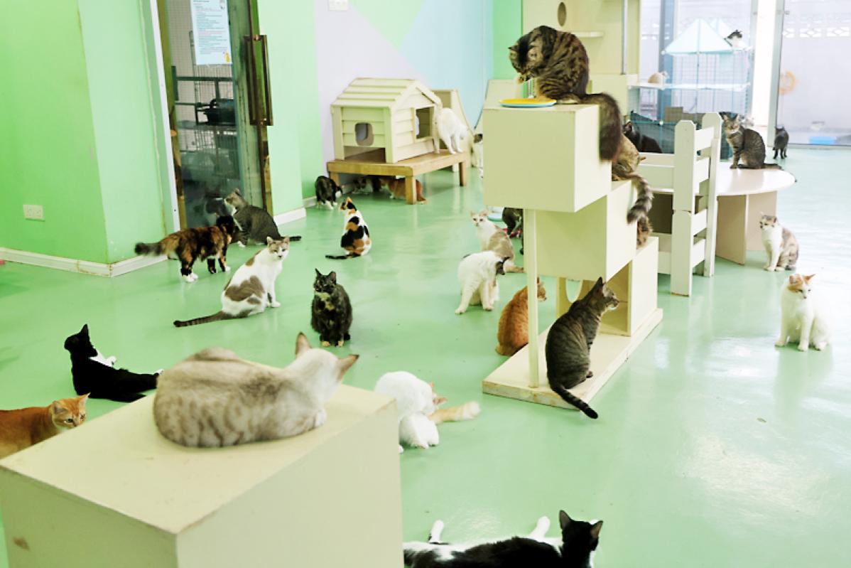 Top 20 Best Cat Cafes in Malaysia 2025 5 Seri Talam Cat Cafe