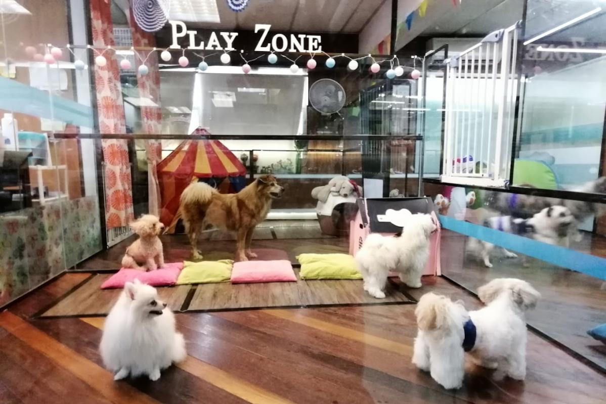9 Pet Boarding Terbaik di KL & Selangor 2025 3 88 Pets Mart 1