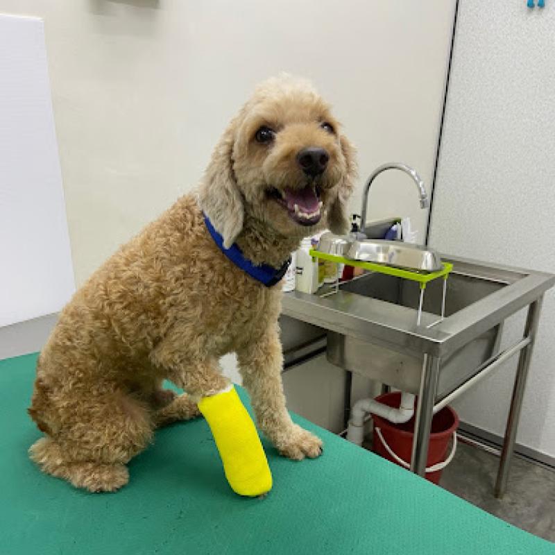 10 Klinik Haiwan Terbaik di Ipoh 2025 14 Animal Republic Veterinary Clinic 1 1