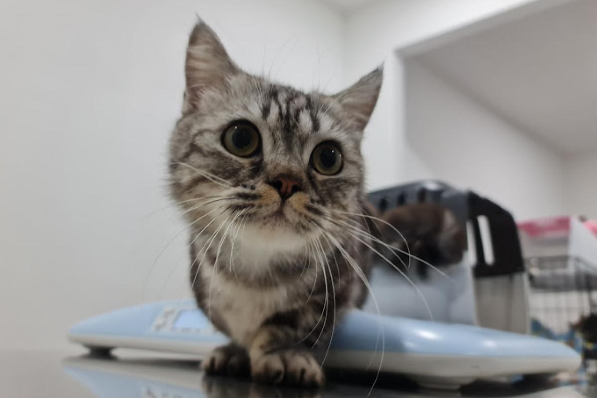 10 Klinik Haiwan Terbaik di Sarawak 2025 18 Anypets Veterinary Clinic 1