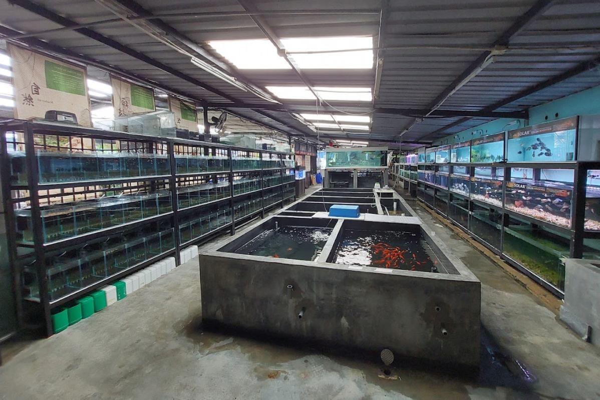 Top 10 Best Aquatic Pet Shops in Malaysia 2025 23 Aquatic Paradise Sdn. Bhd. HQ Kajang 1