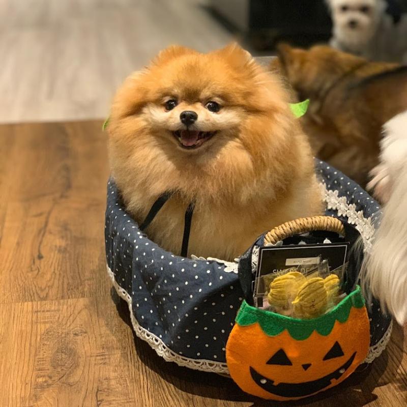 Top 20 Best Dog Cafes in Malaysia 2025 24 Bark Bean Pet Cafe 1