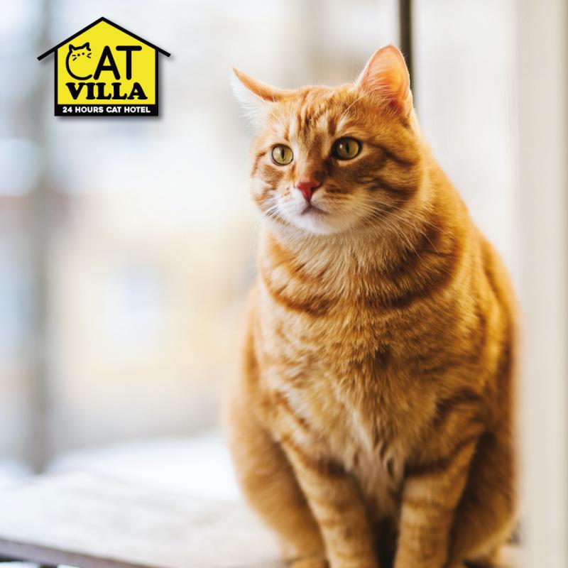 Top 10 Best Pet Boarding in Ipoh 2025 21 CAT Villa Ipoh 1