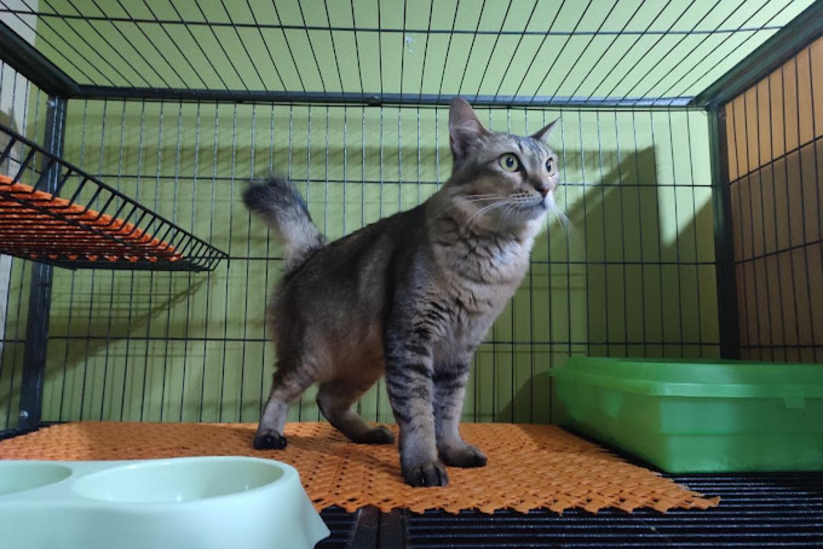 Top 10 Best Pet Boarding in Ipoh 2025 5 Calico PetShop 1