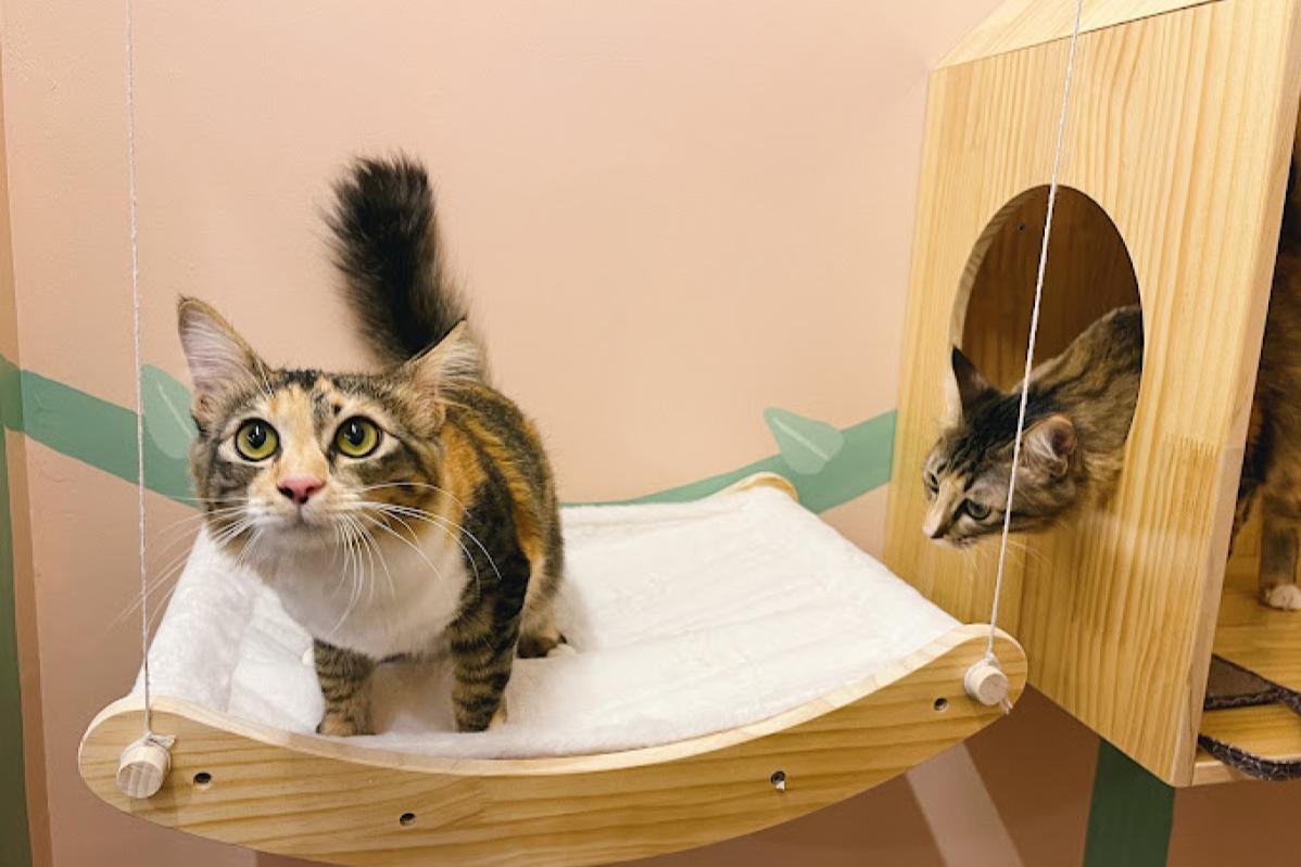 Top 10 Best Pet Boarding in Johor 2025 21 Camp Kitty 1