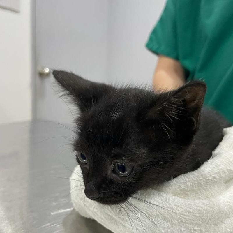 10 Klinik Haiwan Terbaik di Sarawak 2025 14 Caring Paws Veterinary Clinic 1 1