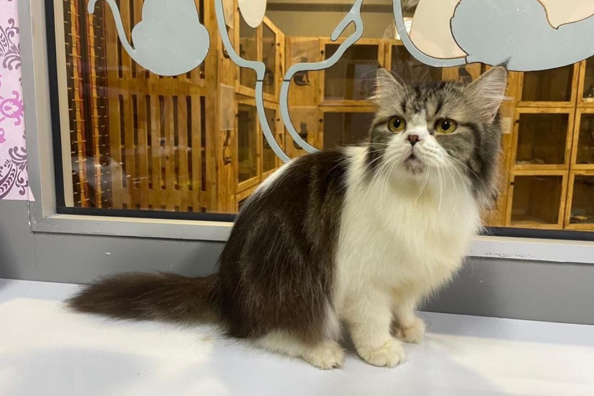 Top 10 Best Pet Boarding in Melaka 2024