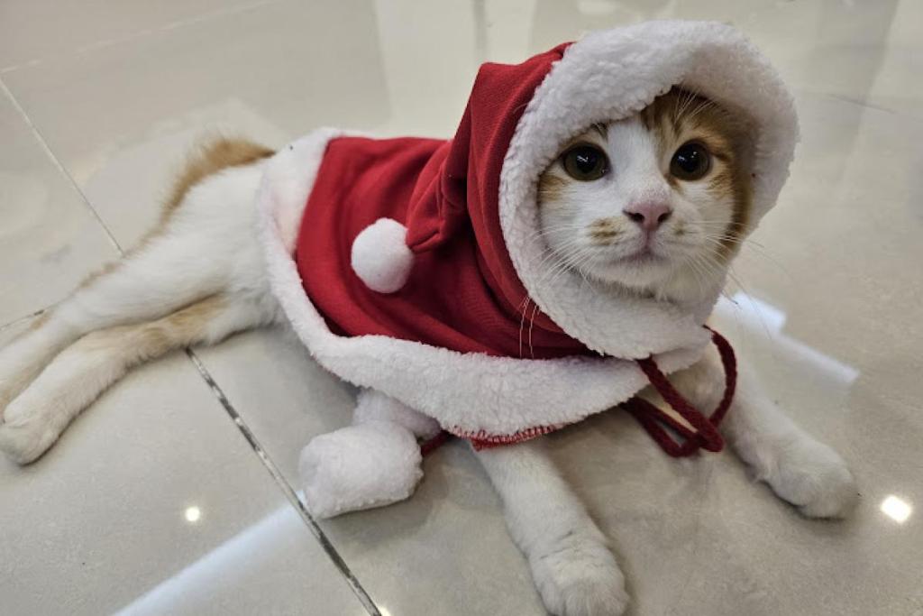 Top 10 Best Pet Boarding in Sarawak 2025 21 Catpenski Cat Grooming Hotel 1