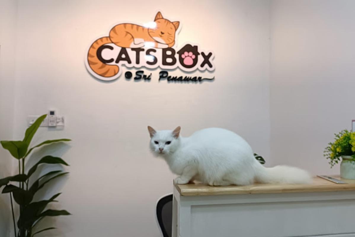 Top 10 Best Pet Boarding in Johor 2025 17 Cats Box Petshop Boarding Grooming 1
