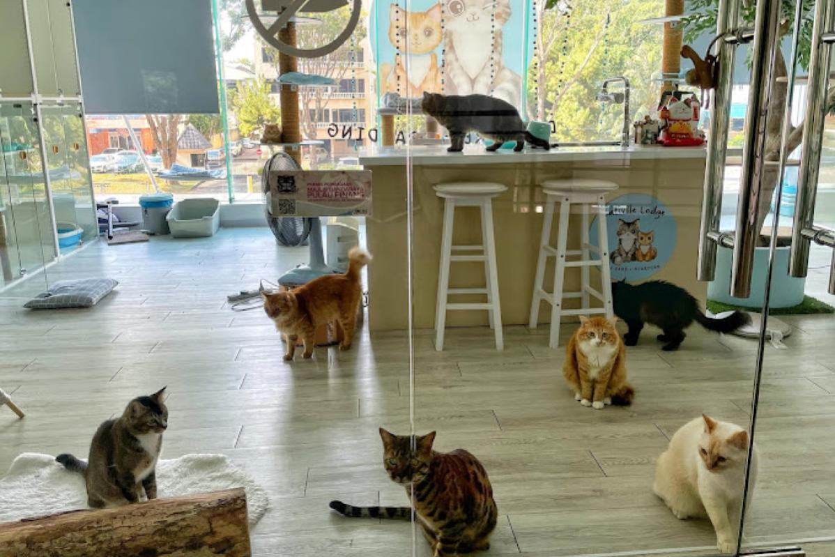 10 Pet Boarding Terbaik di Pulau Pinang 2025 3 Catsville Lodge 1