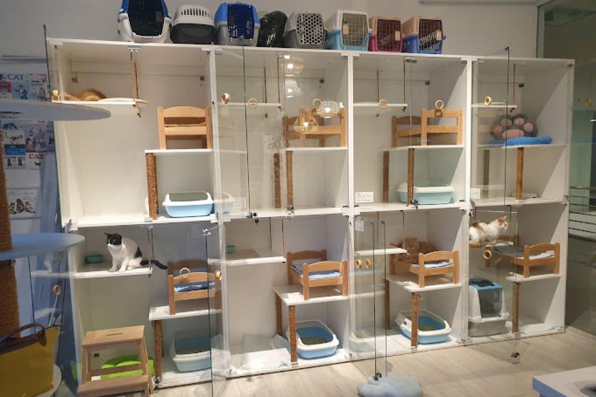 10 Pet Boarding Terbaik di Pulau Pinang 2025 2 Catsville Lodge