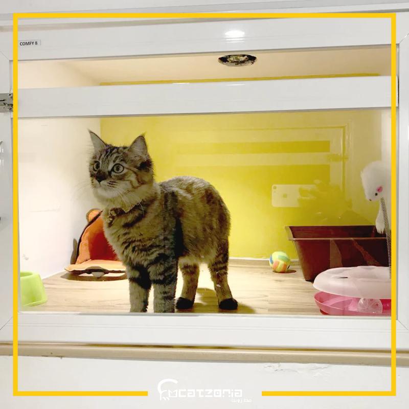 Top 10 Best Pet Boarding in Melaka 2025 3 Catzonia Cheng 1