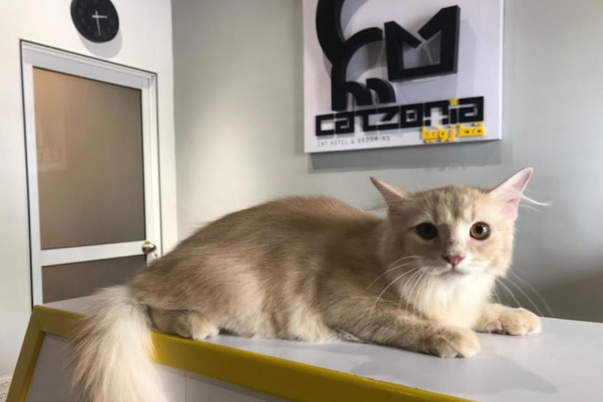 Top 10 Best Pet Boarding in Johor 2025 3 Catzonia Johor 3