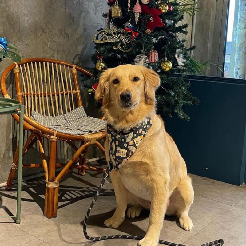 Top 20 Best Dog Cafes in Malaysia 2025 28 Cest La Vie Cafe 1