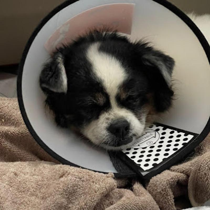 10 Klinik Haiwan Terbaik di Sarawak 2025 16 Chai Veterinary Clinic and Surgery 1