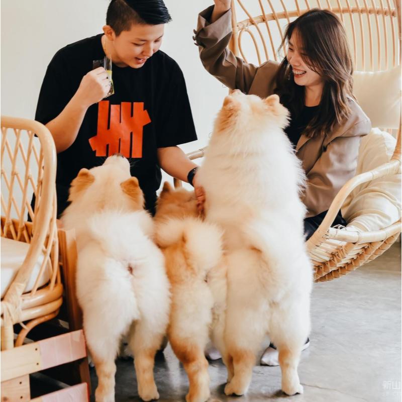Top 20 Best Dog Cafes in Malaysia 2025 36 Chill ‘N Chow Cafe by NG Kitchen 1