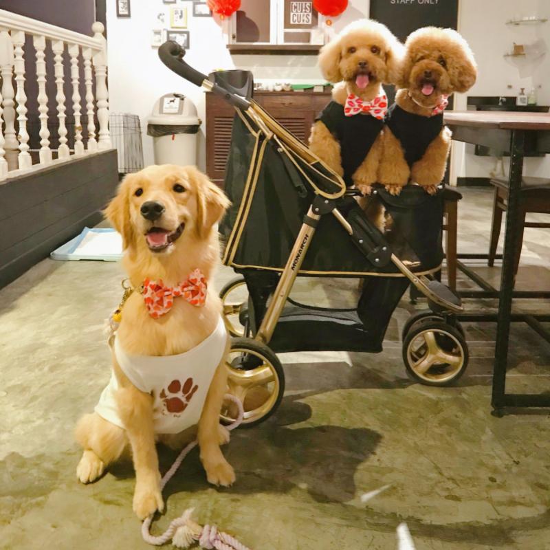 Top 20 Best Dog Cafes in Malaysia 2025 10 Cubs Cups 1