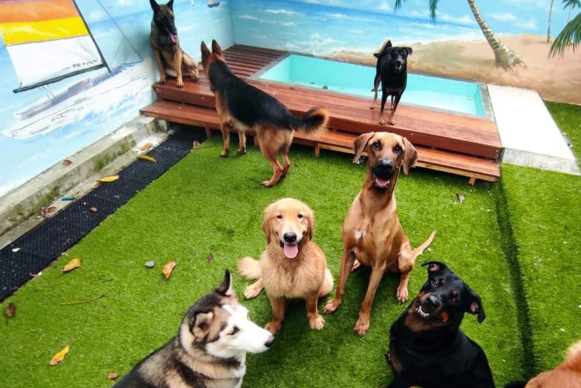 Top 10 Best Pet Boarding in Sabah 2025 21 Duku Kennel 1