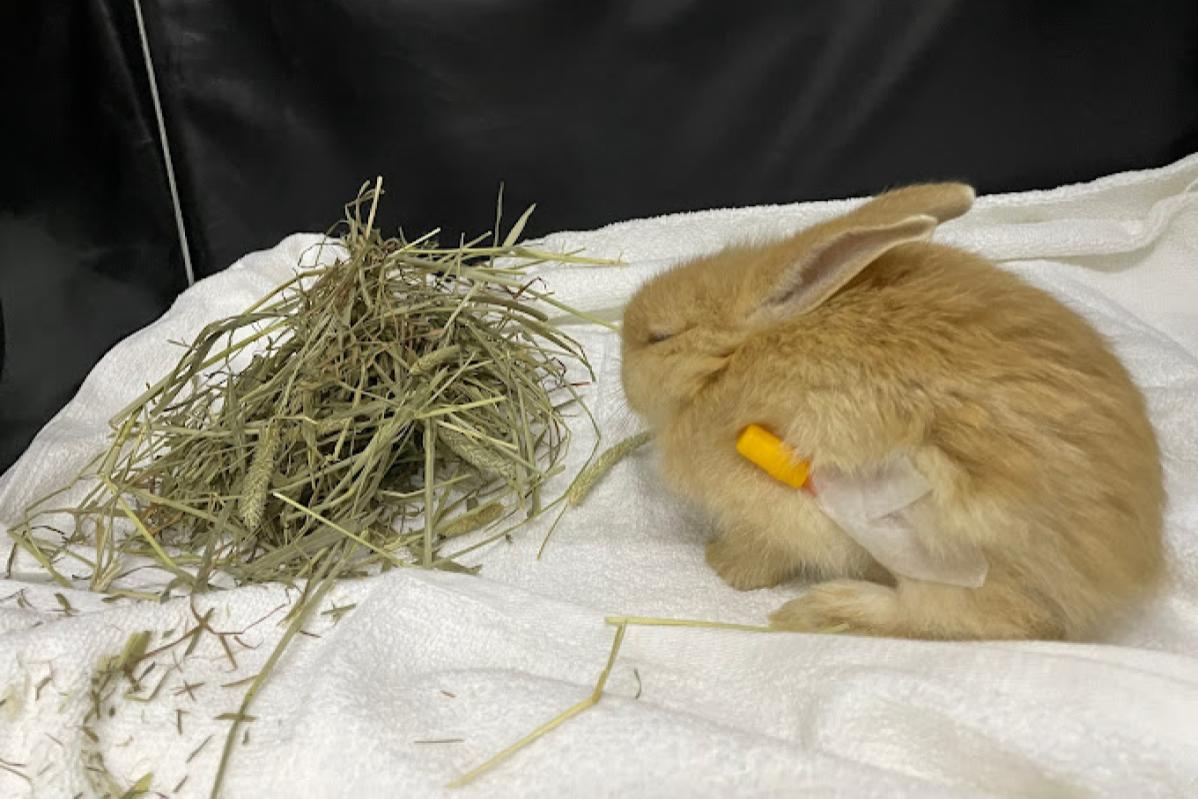 10 Klinik Haiwan Terbaik di Johor 2025 3 Exopet Veterinary Clinic 1 1