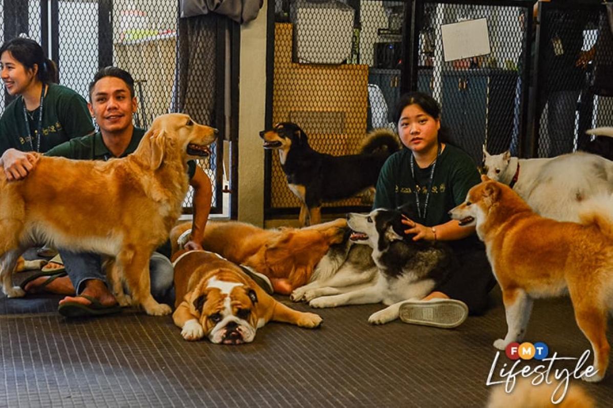 5 Pet Boarding Terbaik di Malaysia 2025 6 Fetch Me Later Pet Resort 2