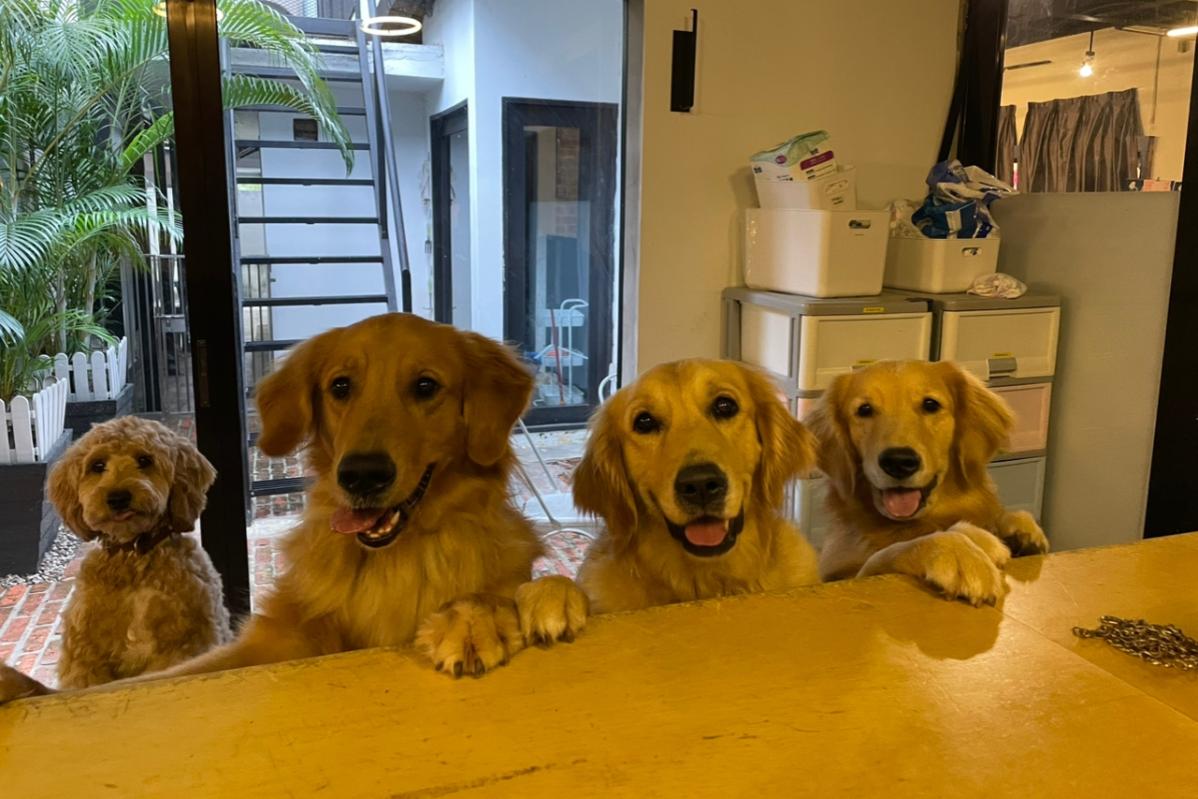 9 Pet Boarding Terbaik di KL & Selangor 2025 9 Fetch Me Later Pet Resort 4 1