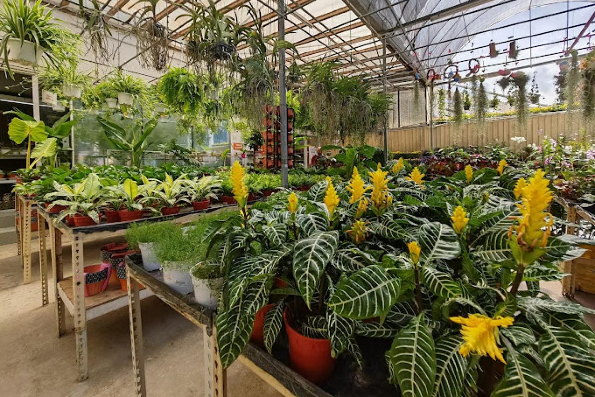 Top 10 Best Plant Nurseries in KL & Selangor 2025 9 Floristika