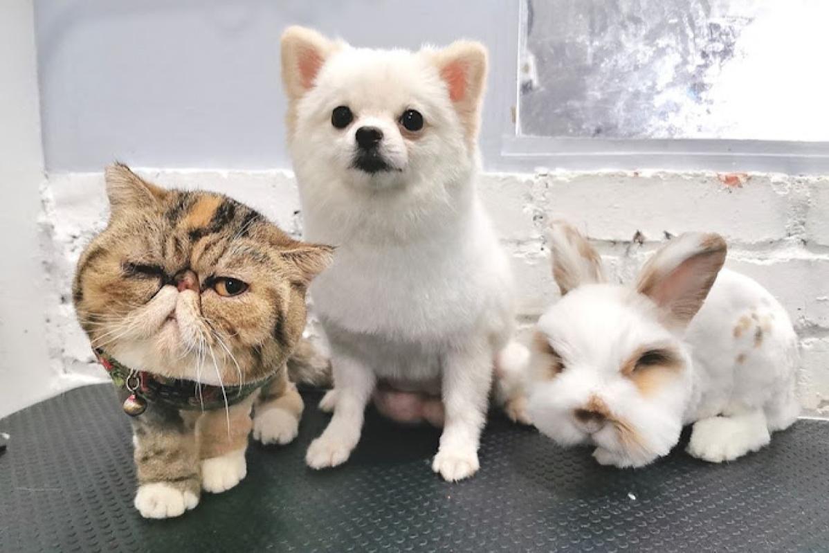 Top 10 Best Pet Boarding in Johor 2025 19 Furbibi Pet Boarding Pet Food 1