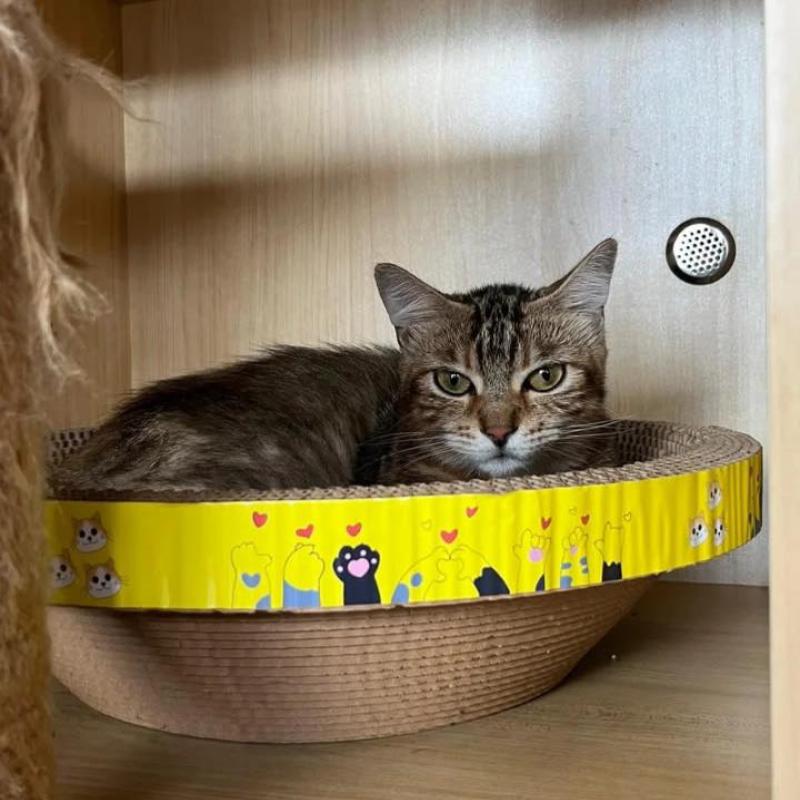 Top 10 Best Pet Boarding in Ipoh 2025 19 Geli Geli Kucing Meru 1