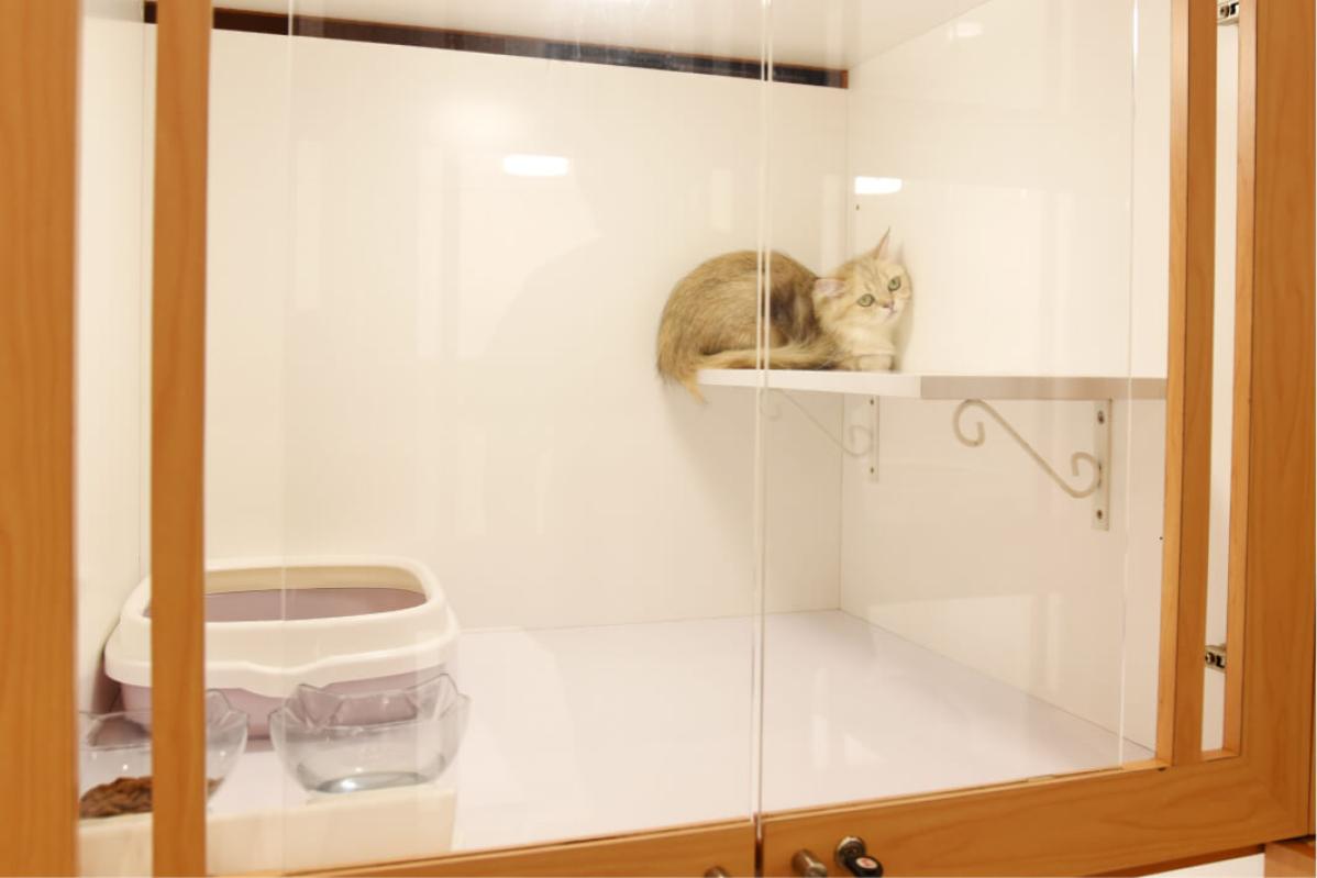 5 Pet Boarding Terbaik di Malaysia 2025 5 HapyKat Wellness Bandar Kinrara 1