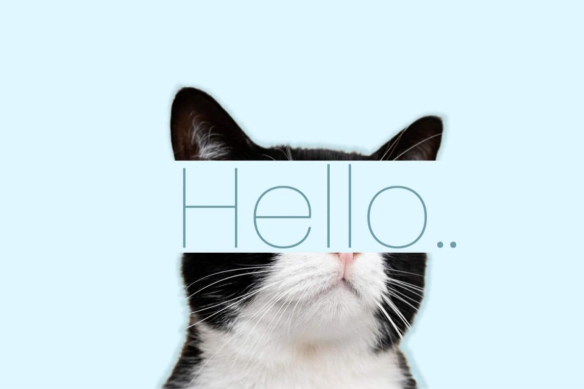 5 Pet Boarding Terbaik di Malaysia 2025 4 HapyKat Wellness Bandar Kinrara