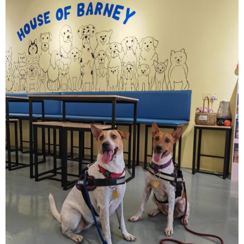 Top 20 Best Dog Cafes in Malaysia 2025 22 House Of Barney 1 1