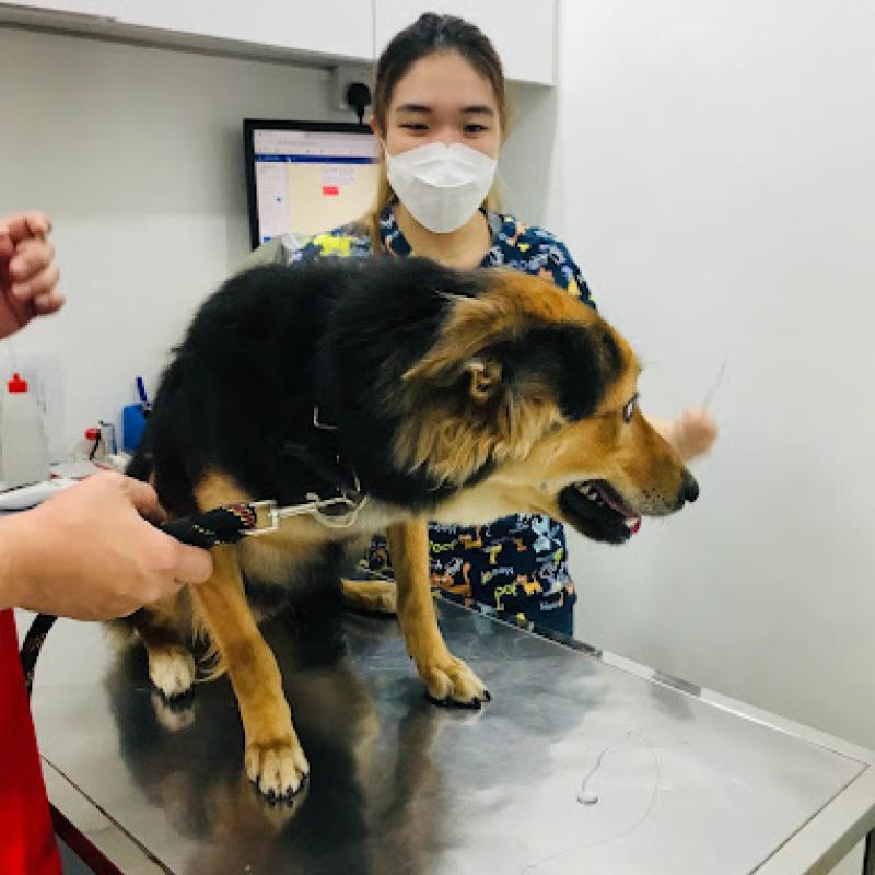 10 Klinik Haiwan Terbaik di Johor 2025 9 JB Animal Medical Clinic 1