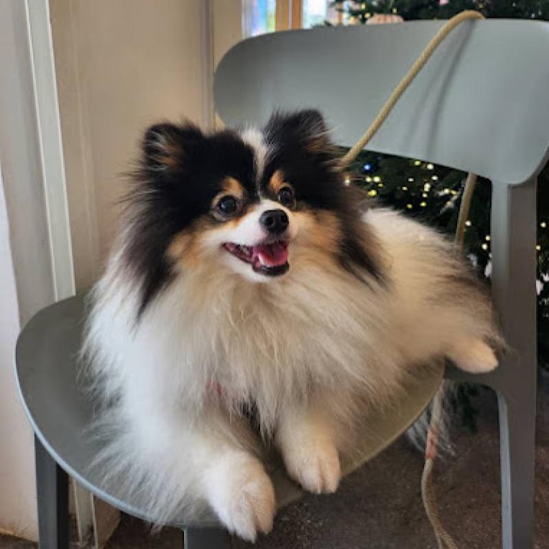 Top 10 Best Pet Boarding in Johor 2025 11 Jdmsl Happy Paws Sitting Services 1