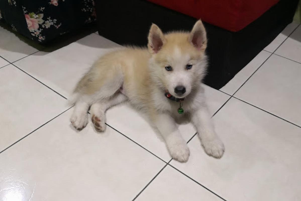 10 Klinik Haiwan Terbaik di Ipoh 2025 10 Jean Veterinary Centre 1