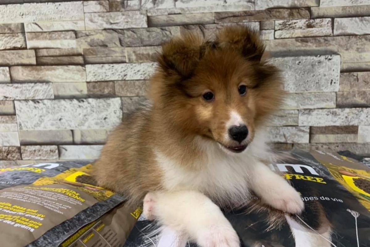 Top 10 Best Pet Boarding in Sarawak 2025 3 Just Pets 1