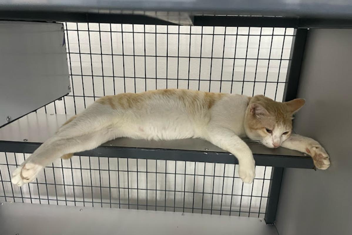 Top 10 Best Pet Boarding in Penang 2025 5 Kid Cat House 1